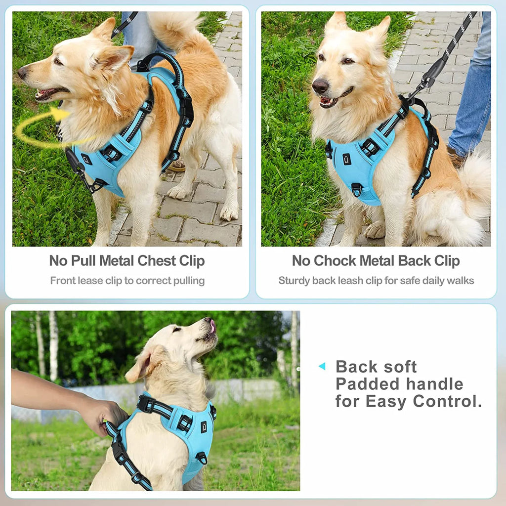 Golden retriever wearing blue no pull harness showing front and back leash clip attachment points - Wild Indoors Pet