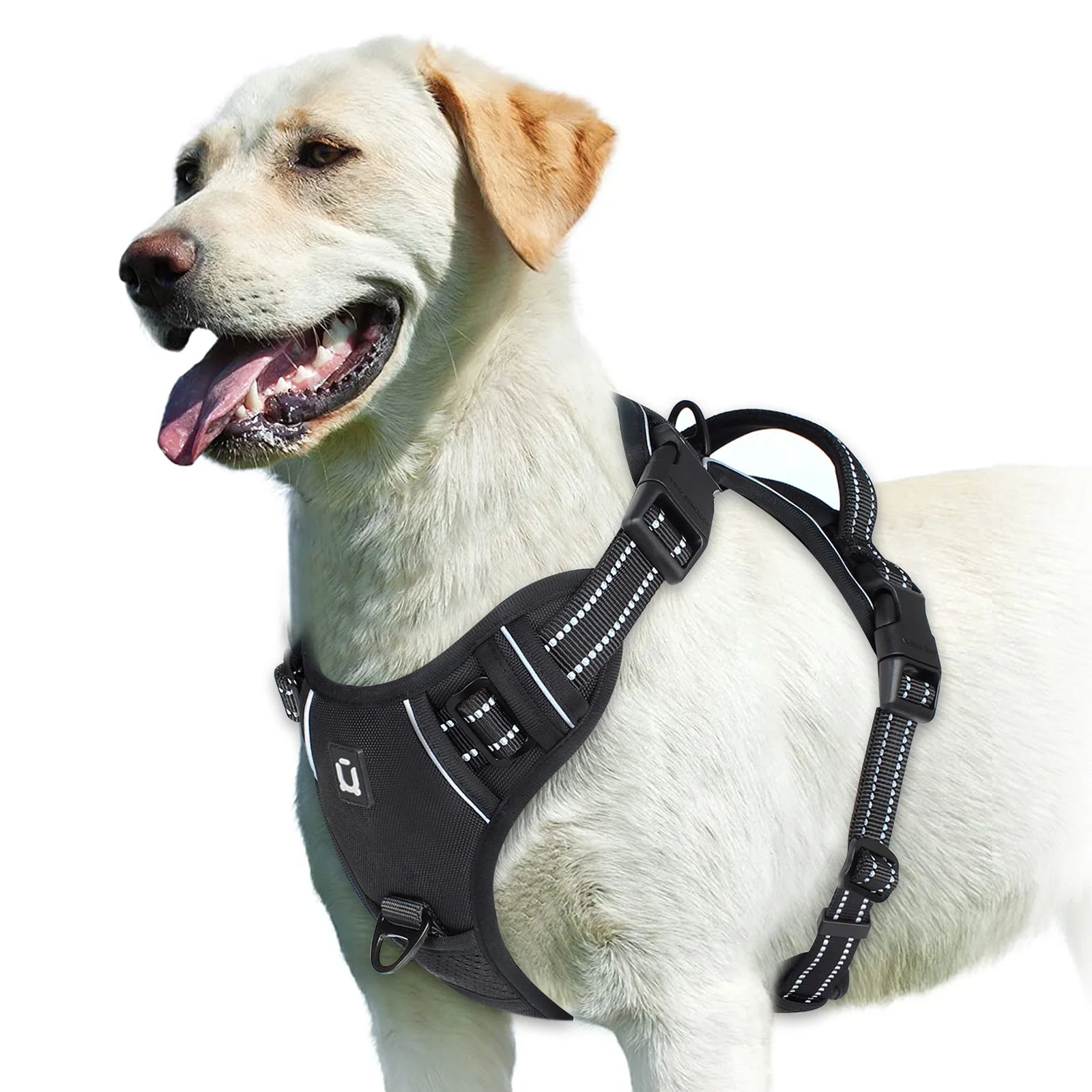 Dog wearing black no pull harness on white background - Wild Indoors Pet