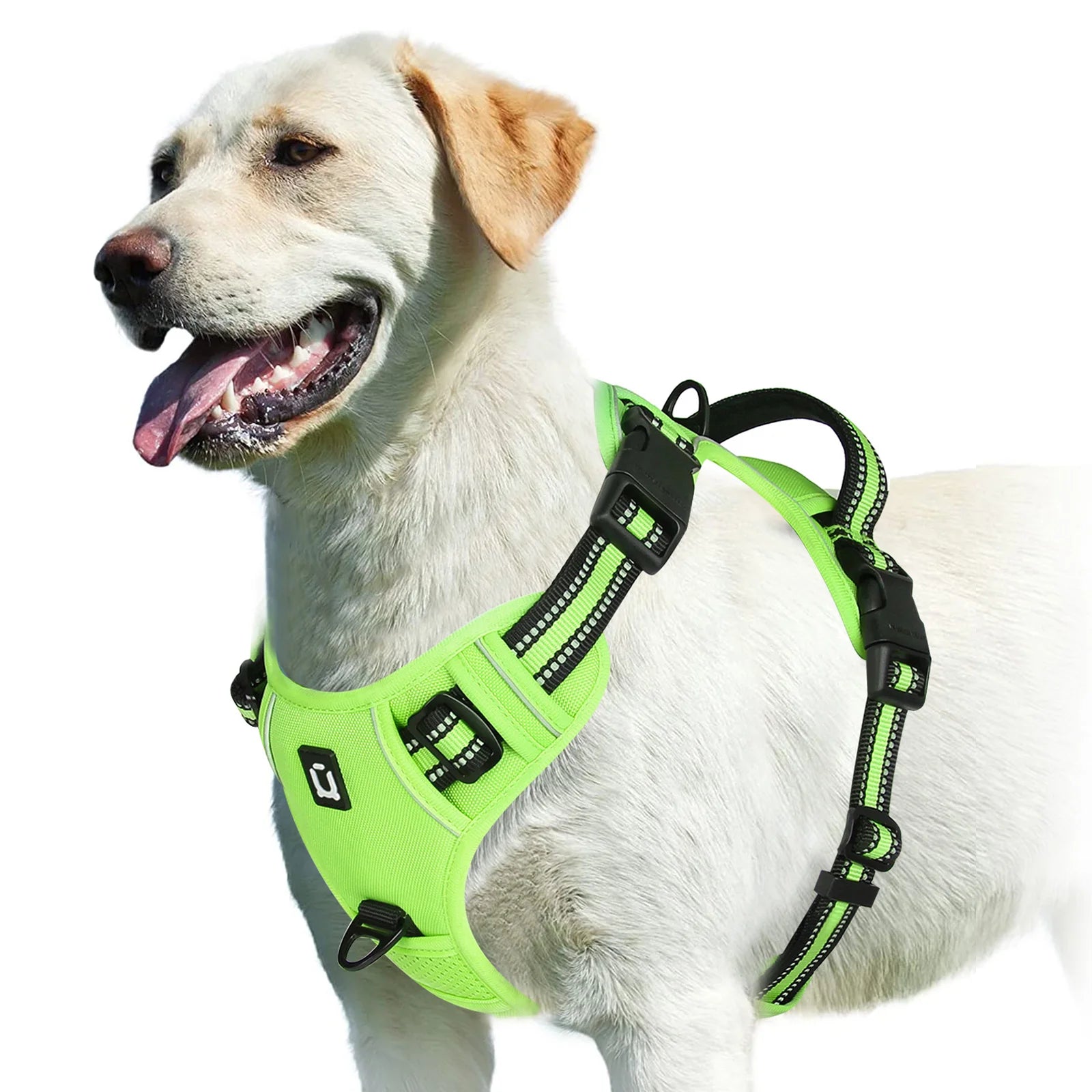Dog wearing light green no pull harness on white background - Wild Indoors Pet