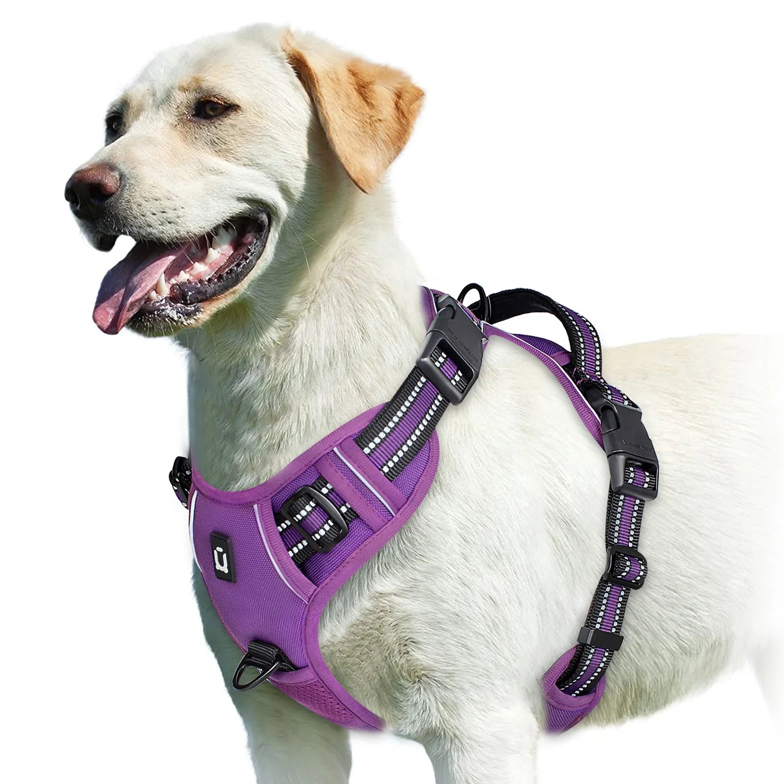 Dog wearing purple no pull harness on white background - Wild Indoors Pet
