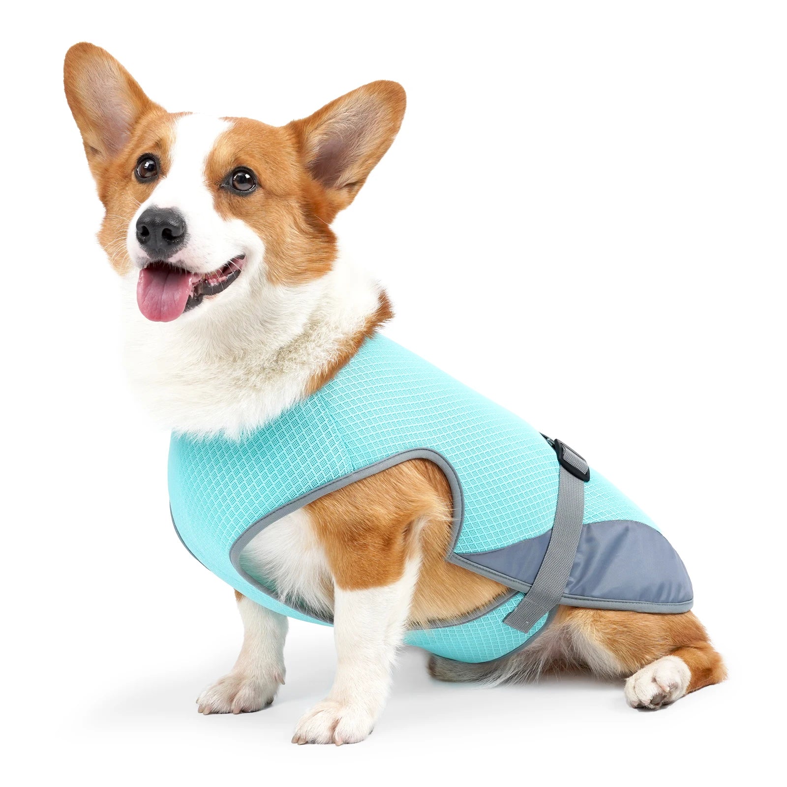 Corgi wearing Wild Indoors Pet breathable cooling vest in blue