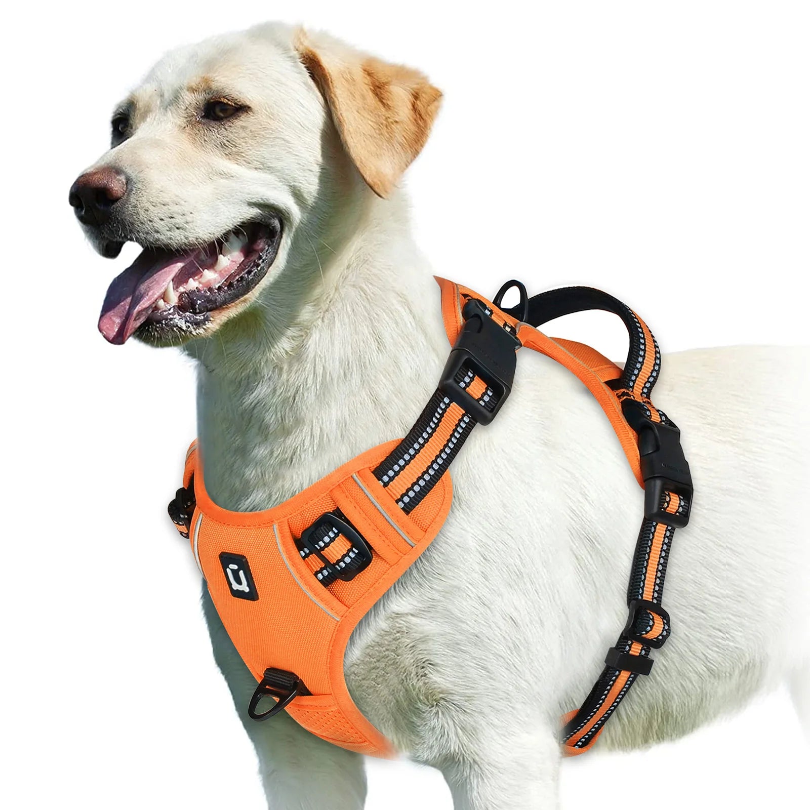 Dog wearing orange no pull harness on white background - Wild Indoors Pet