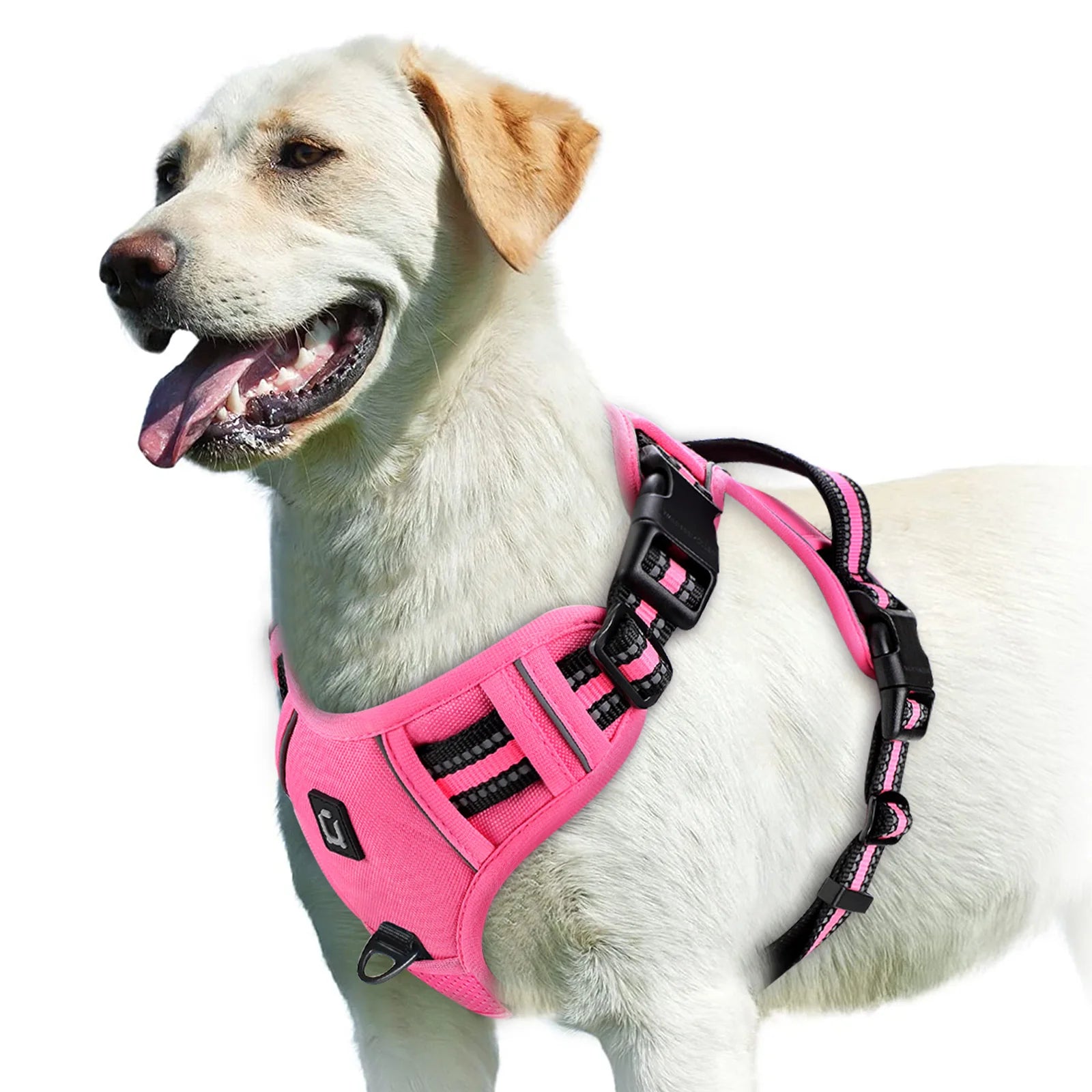 Dog wearing pink no pull harness on white background - Wild Indoors Pet