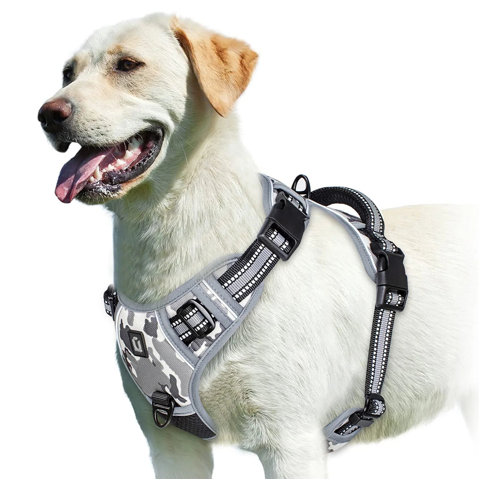 Dog wearing gray no pull harness on white background - Wild Indoors Pet