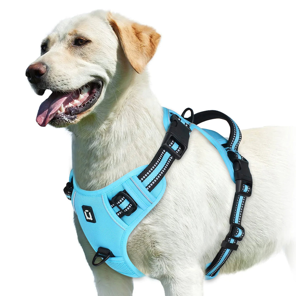 Dog wearing sky blue no pull harness on white background - Wild Indoors Pet