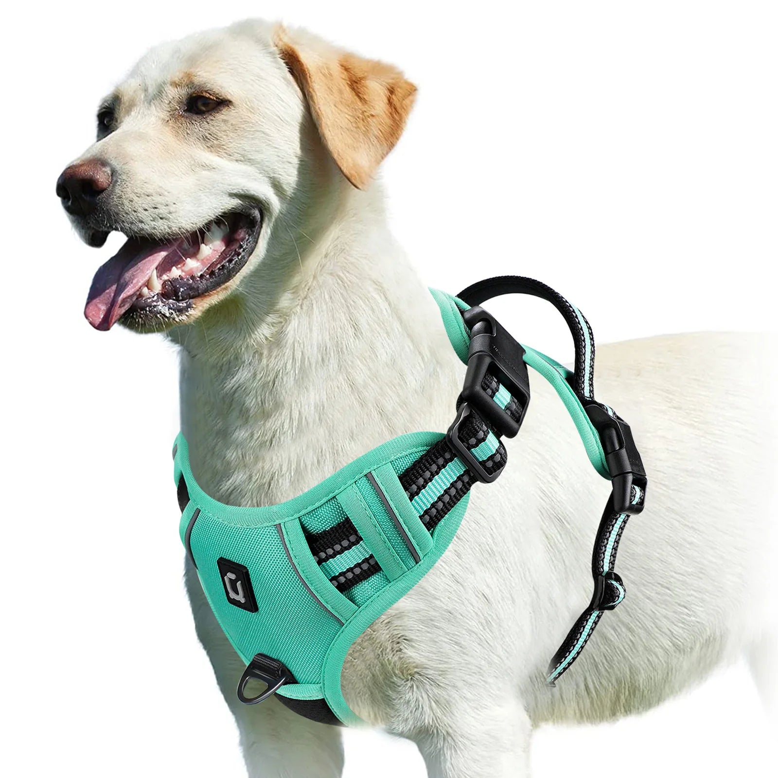 Dog wearing green no pull harness on white background - Wild Indoors Pet